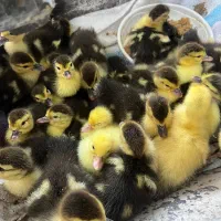 جوجه اردک اسرایلی یک روزه