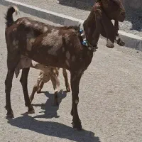 کولار پلنگی چهل خال زایده با بزغاله پلنگی ماده