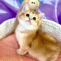 بریتیش گلد ny12 ny11