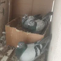 تخم کبوتر