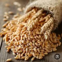 گندم آبی ۵تن فروشی