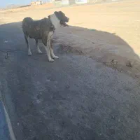 سگ گله