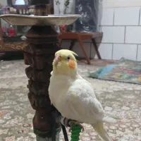محدوده بوستان شمالی گم شده به یابنده مژدگانی میدم