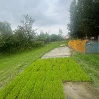 توم هاشمی درجه ۱