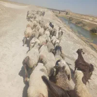 فروش ۶۹ راس میش داشتی با ۳۴ راس بز کهره دار