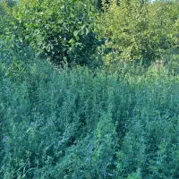 یونجه|خدمات باغبانی و درختکاری|مراغه, |دیوار