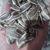 تخمه خوی