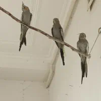 فروش سه عدد عروس هلندی