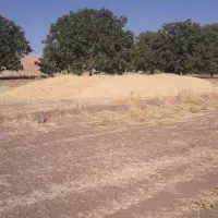 کاه گندم