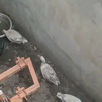 جوجه غاز