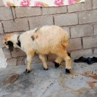 بره‌ماده