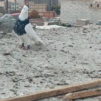 کبوتر طوقی