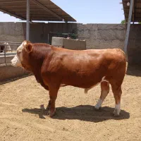 گوساله چاق سیمینتال