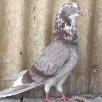 کبوتر گرو