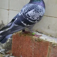 ماده پلاکی جان اردن