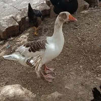 غاز|حیوانات مزرعه|اهواز, کیان اباد|دیوار