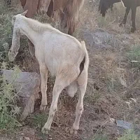 بزدورگه