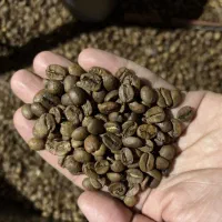 روبوستا عربیکا