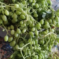 غوره|خوردنی و آشامیدنی|سقز, |دیوار