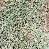 یونجه