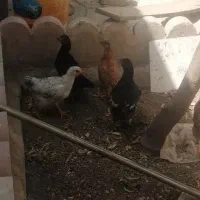 5عدد مرغ و خروس