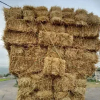 کلش پرس گندم