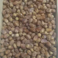 زییدی تازه