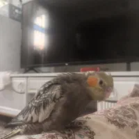 گمشده عروس هلندی