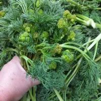محصولات خانگی با کیفیت