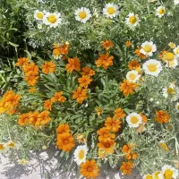 نیرو فضا سبز