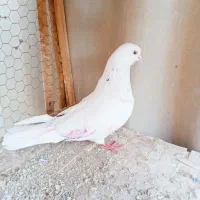 کفتر|پرنده|شهر ری, صفاییه (چشمه علی)|دیوار