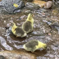 جوجه غاز ده روزه
