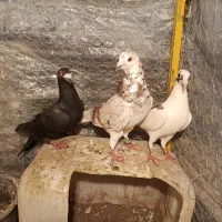 کفتر