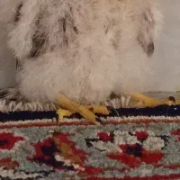 جوجه