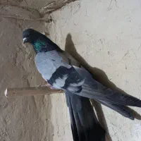کفتر سبز