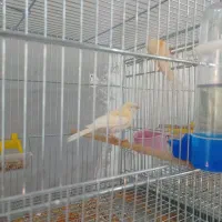 جوجه قناری مزاییکی