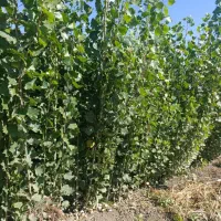 کبوده و صنوبر با درآمد میلیاردی با کمترین هزینه