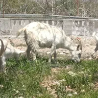 فروش بز آلپاین سانن مورسیا شیری
