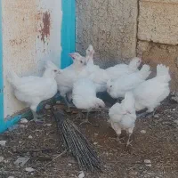 مرغ و خروس ریشی سفید چهل تاج