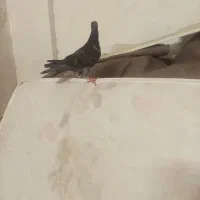 کفتر.سبز