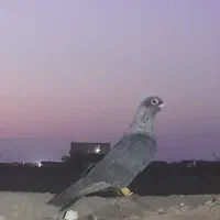 کبوتر رنگی