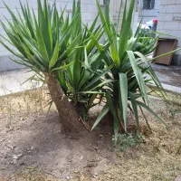 ۳عدد درخت یوکا تنه بزرگ مناسب حیاط سازی