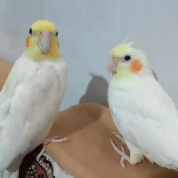 یک جفت عروس هلندی