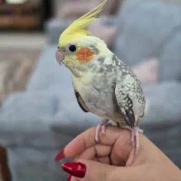 طوطی /عروس هلندی/ جفت مولد /گل باقالی