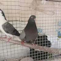 کبوتر نر کاشونی سبز شکار