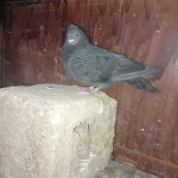 موشی سیاه