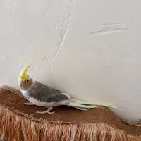 عروس هلندی سخنگو