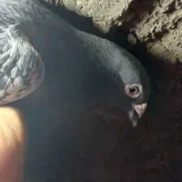 کفتر پلاکی پلاک کویت