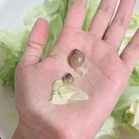 بچه حلزون
