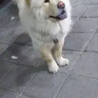 سگ چاوچاو خرسی